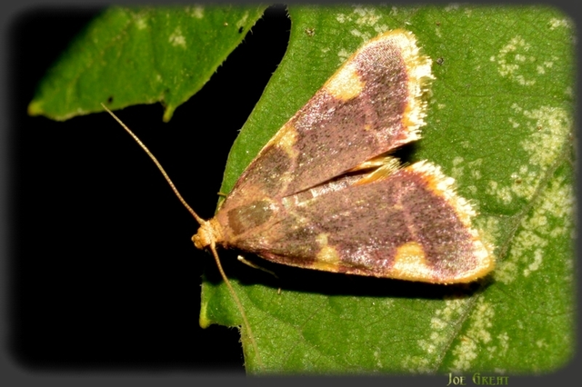 Hypsopygia costalis - szénailonca