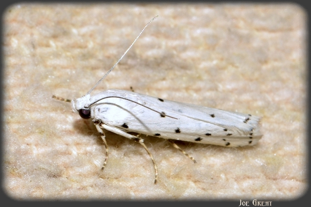 Myelois circumvoluta - pettyes karcsúmoly