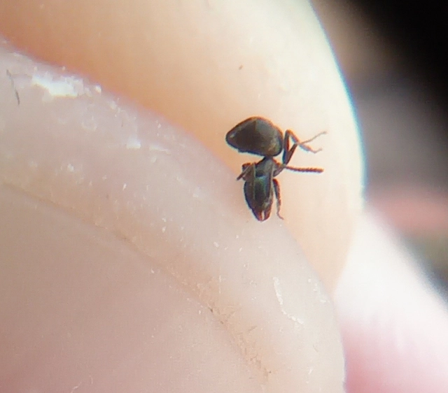 Tapinoma