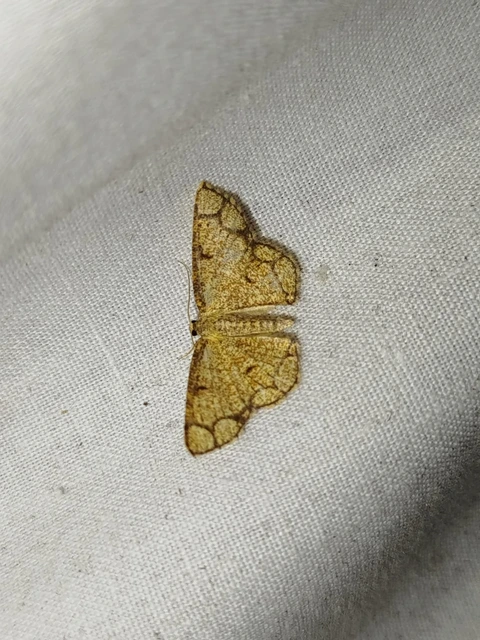 Stegania cararia - gyűrűs nyáraraszoló