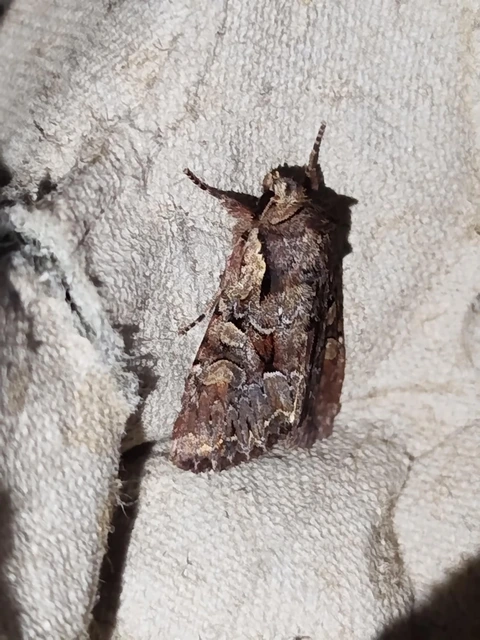 Lacanobia thalassina - borbolya-kertibagoly