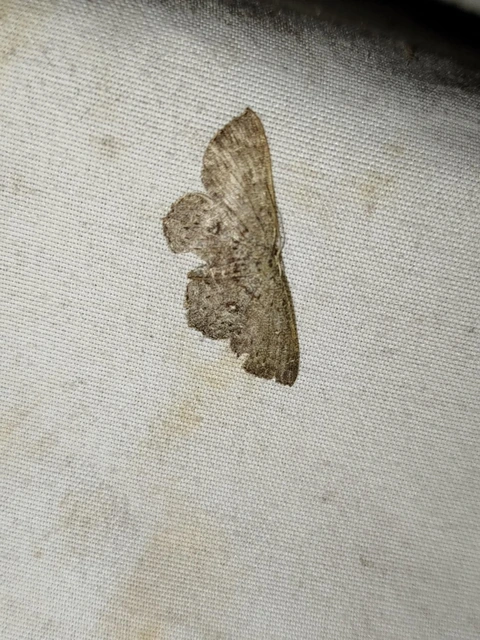 Cyclophora pendularia - fűzfa-pettyesaraszoló