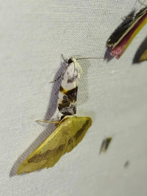 Ponometia candefacta - parlagfűbagoly