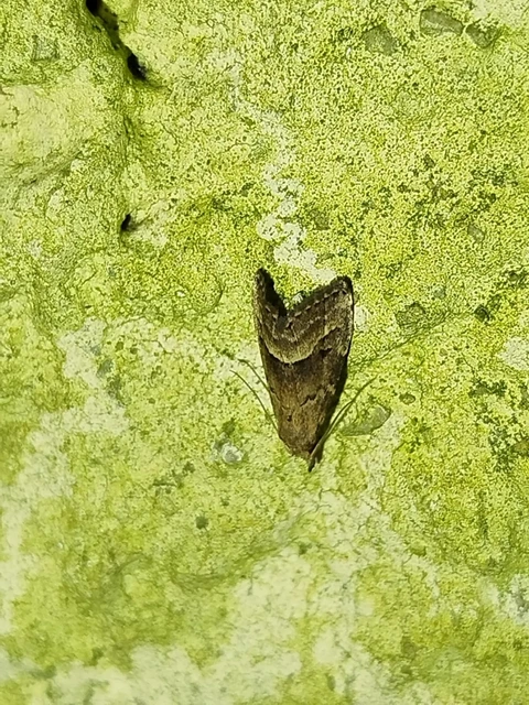 Schrankia taenialis - lomberdei karcsúbagoly