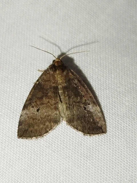 Ochropacha duplaris - égerlevél-pihésszövő