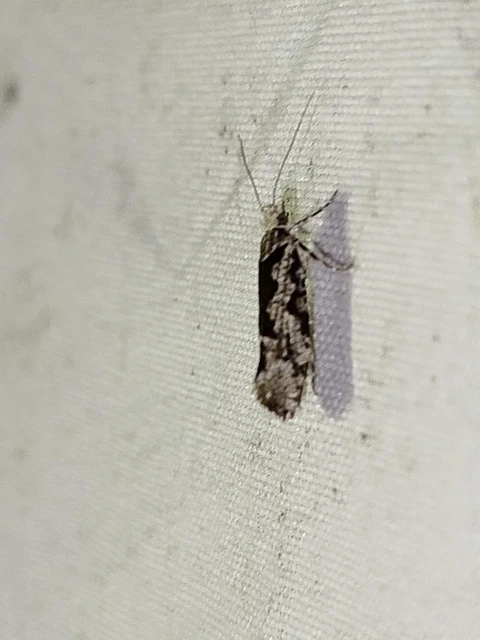 Ypsolopha sequella - ligeti tarkamoly