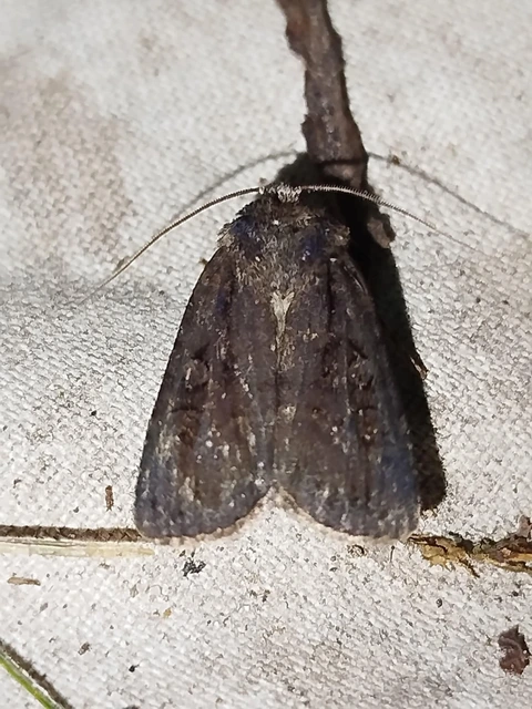 Dichagyris nigrescens - sötét földibagoly