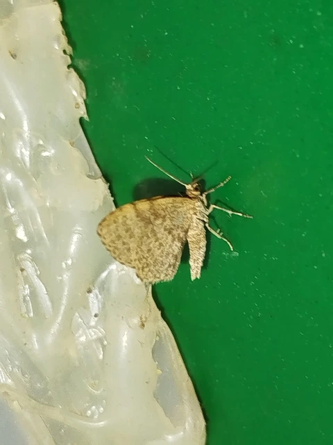 Euchoeca nebulata - barnás égeraraszoló