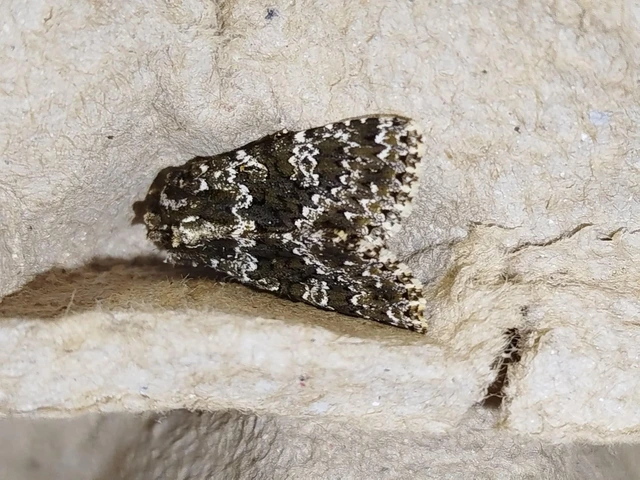Polymixis polymita - kankalin-tarkabagoly