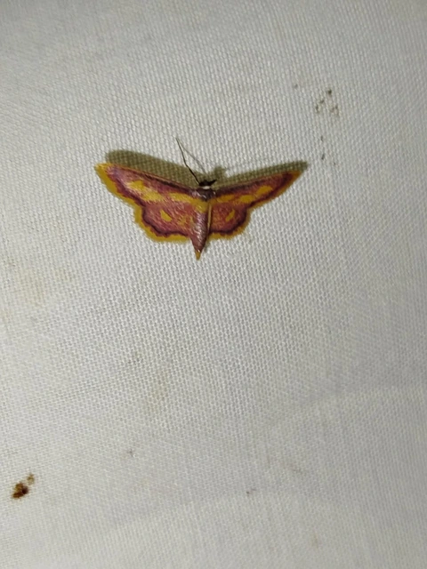 Idaea muricata - mocsári pirosaraszoló