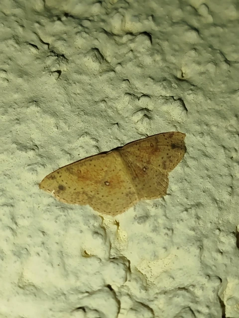Cyclophora porata - körös pettyesaraszoló