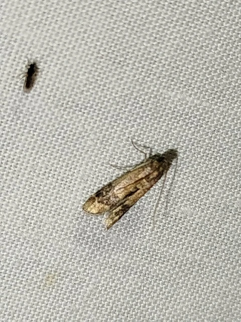 Euzopherodes charlottae - magyar karcsúmoly