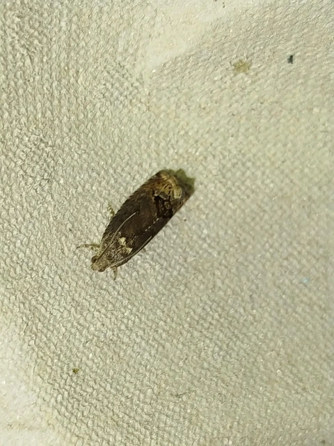 Cydia splendana - tölgymakkmoly