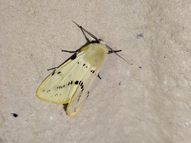 Spilarctia lutea - sárgás medvelepke