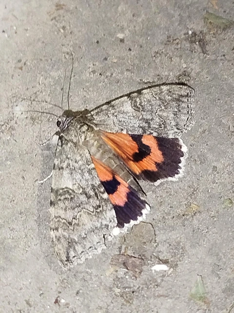 Catocala nupta - piros övesbagoly