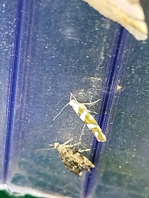 Argyresthia goedartella - égerbarka-aranymoly