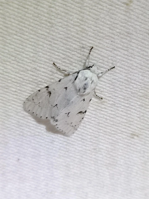 Acronicta leporina - fehér szigonyosbagoly