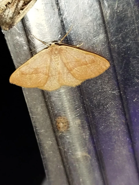 Hylaea fasciaria - erdeifenyő-sávosaraszoló