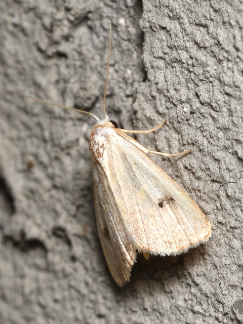 Rivula sericealis - selymes lórombagoly