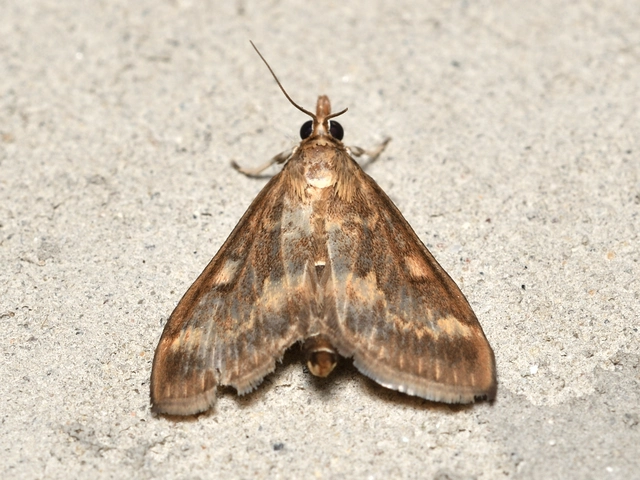 Ostrinia nubilalis - kukoricamoly