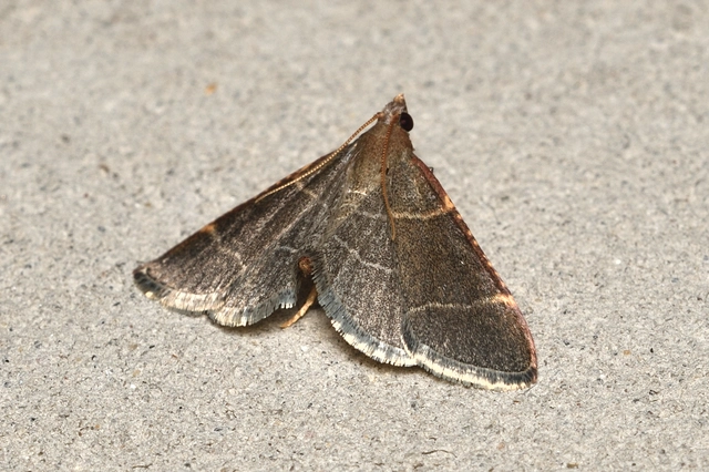 Hypsopygia glaucinalis - rezes fényilonca