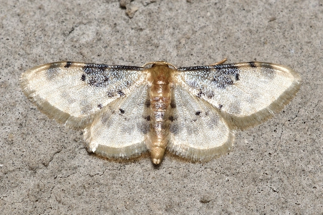 Idaea filicata - sötéttövű apróaraszoló