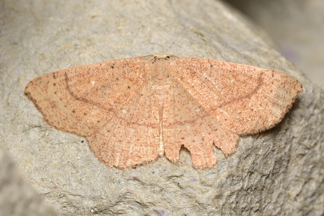 Cyclophora ruficiliaria - vörösrojtú pettyesaraszoló