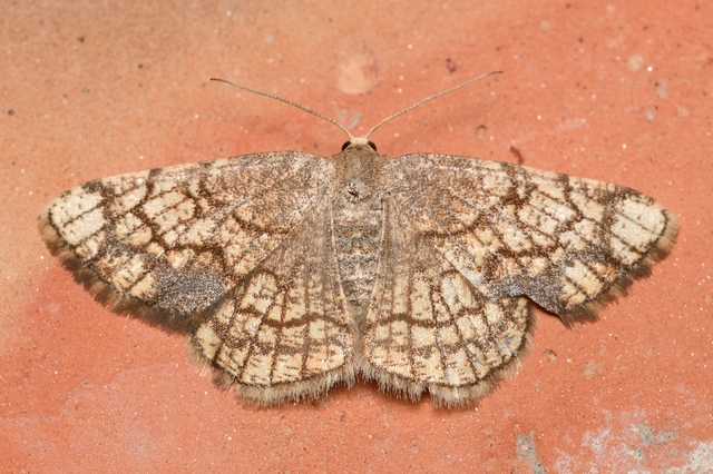 Stegania dilectaria - fehérnyár-araszoló