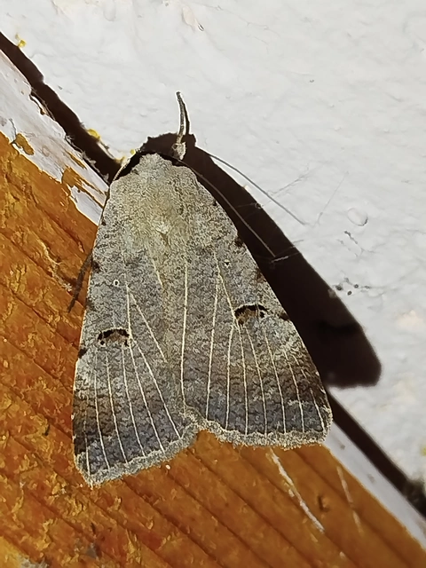 Lygephila craccae - gyakori csüdfűbagoly