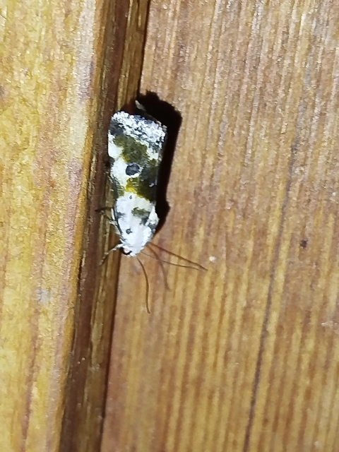 Ponometia candefacta - parlagfűbagoly