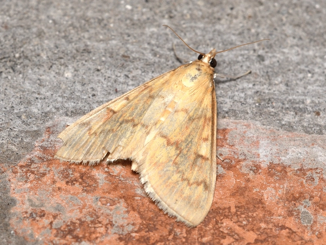 Ostrinia nubilalis - kukoricamoly