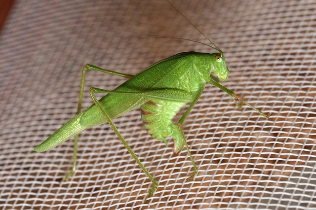 Phaneroptera nana - pontozott repülőszöcske