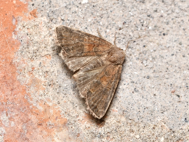 Mesoligia furuncula - kétszínű dudvabagoly