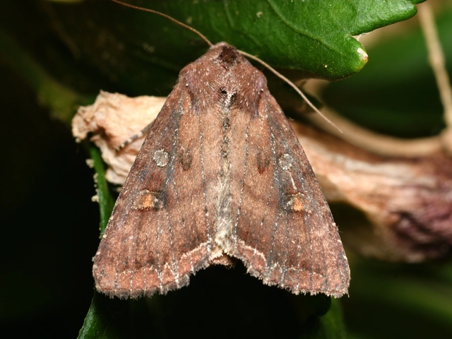 Lacanobia oleracea - saláta-kertibagoly