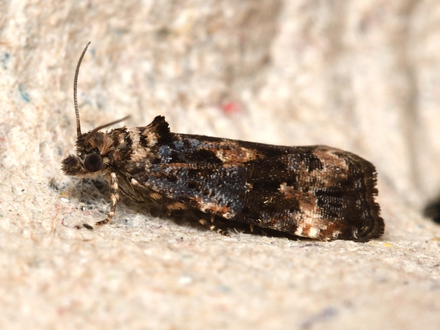 Endothenia