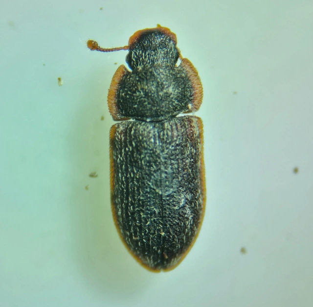 Colobicus hirtus - szegélyes héjbogár