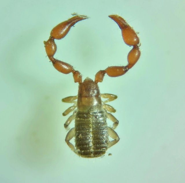 Pseudoscorpionida - Álskorpiók
