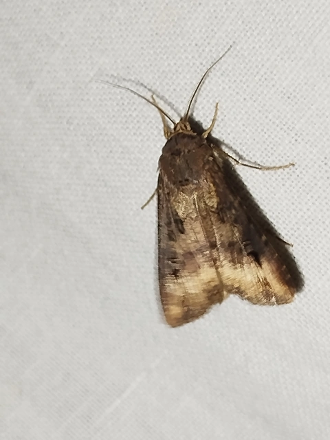 Agrotis ipsilon - nagy földibagoly