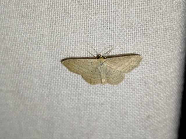 Scopula virgulata - vesszős sávosaraszoló