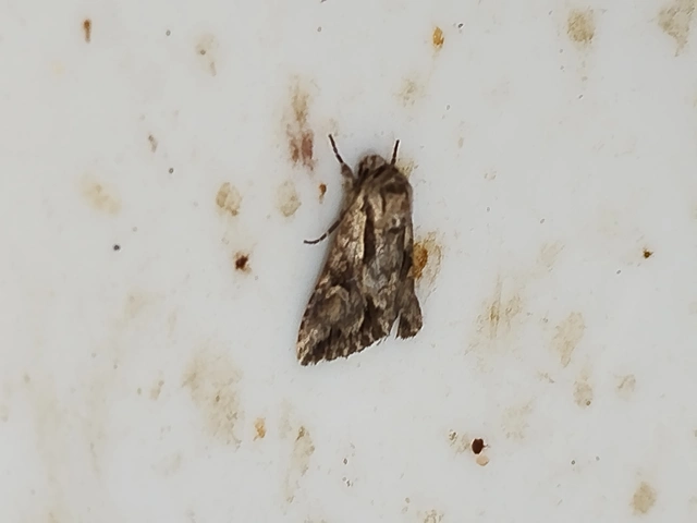 Chloantha hyperici - orbáncfű-sugarasbagoly