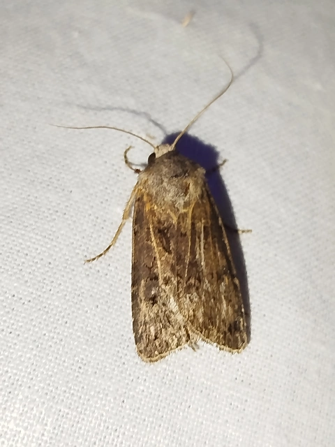 Agrotis bigramma - kétjegyű földibagoly