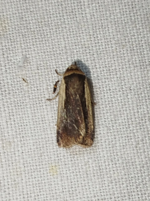 Ochropleura plecta - fehérszegélyű fűbagoly