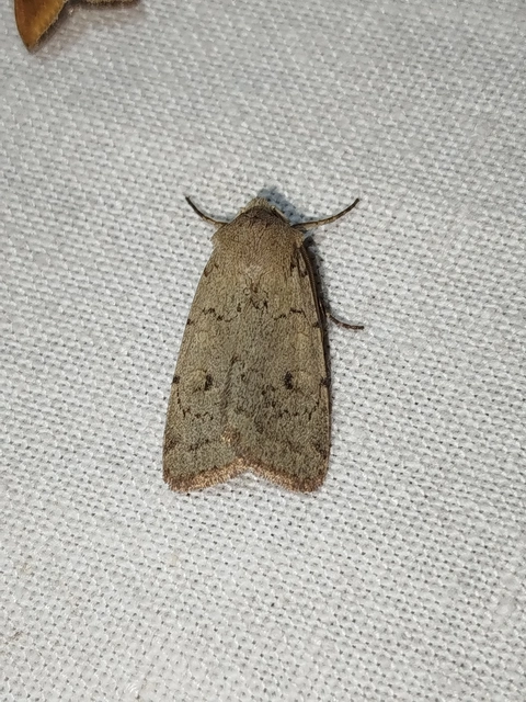 Xestia castanea michaeli - csarabos fűbagoly