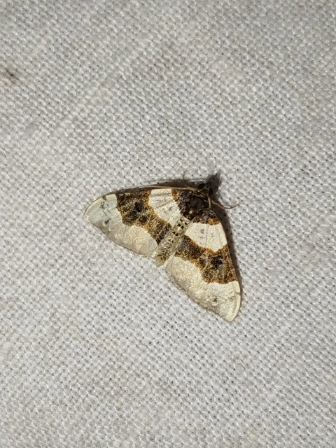 Cosmorhoe ocellata - szemes galajaraszoló