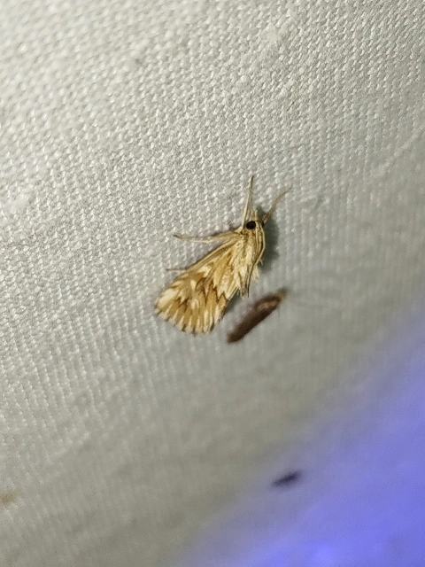 Cynaeda dentalis - gyakori ciframoly
