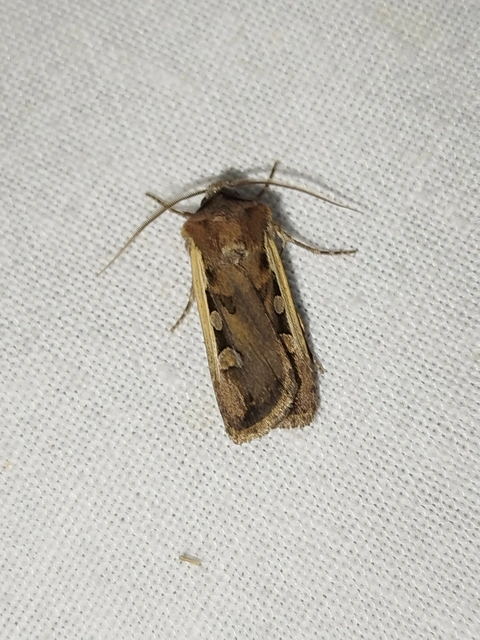 Euxoa hastifera pomazensis - szegélysávos földibagoly