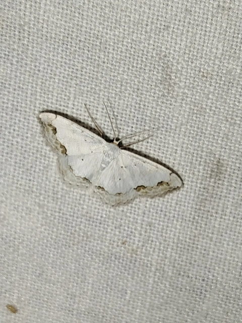 Scopula ornata - díszes fehéraraszoló