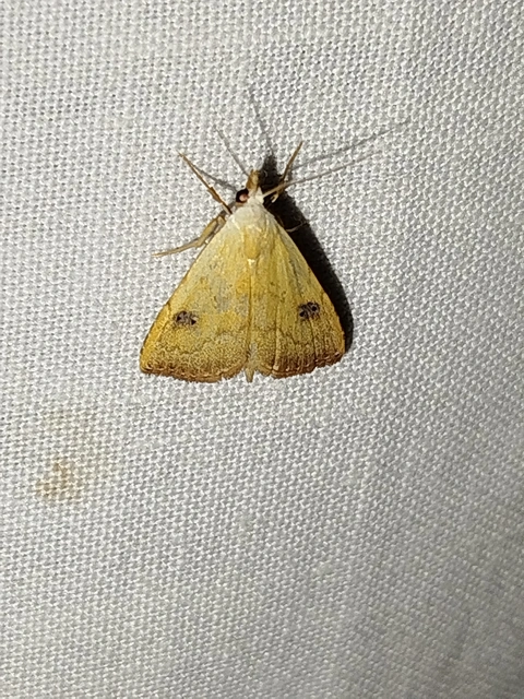 Rivula sericealis - selymes lórombagoly