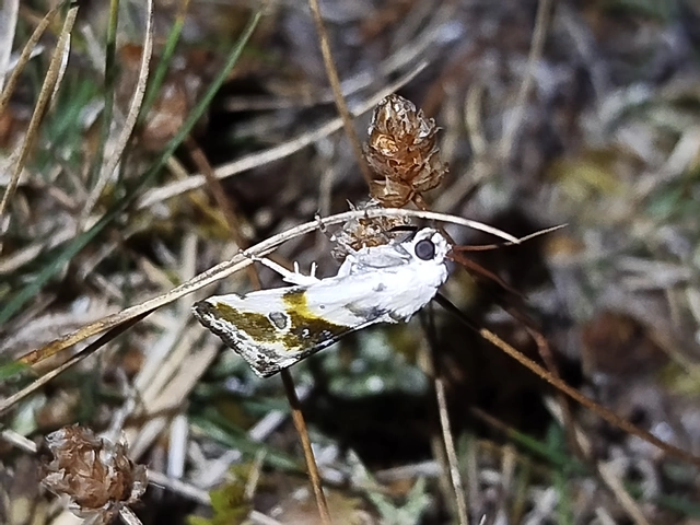 Ponometia candefacta - parlagfűbagoly