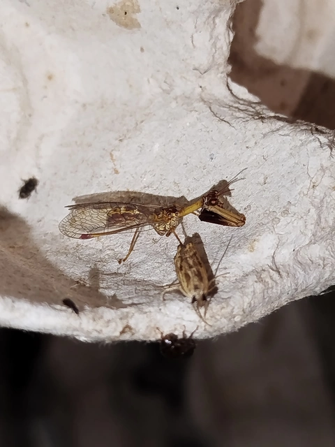 Mantispa styriaca - kétszínű fogólábú-fátyolka